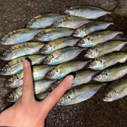 高松アジング！