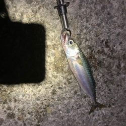 久しぶり大サバ？