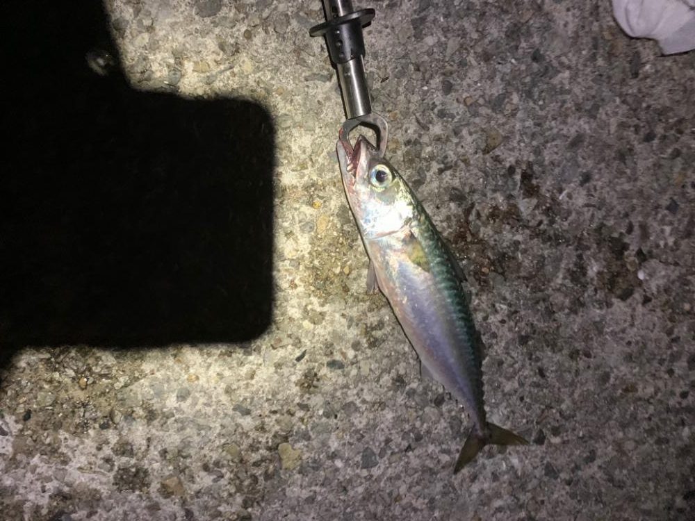 久しぶり大サバ？