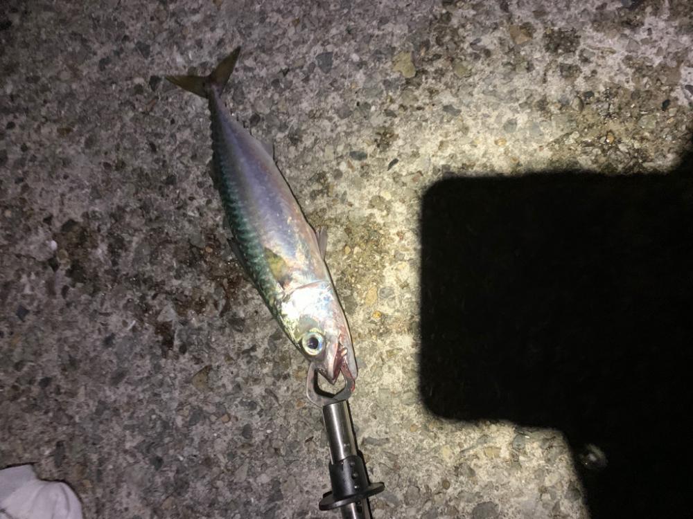 久しぶり大サバ？