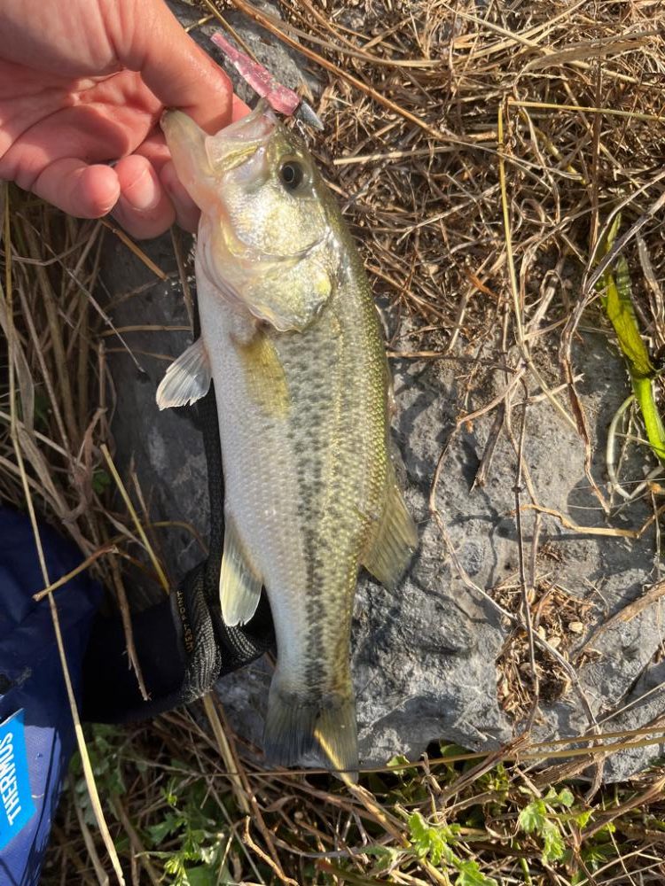 琵琶湖の小〜中バス