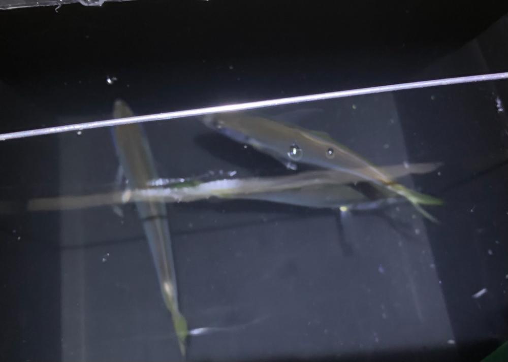 寒いし釣れないし…