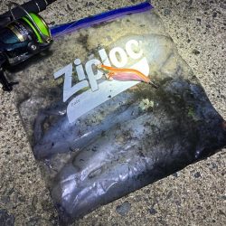 好調続くエギング