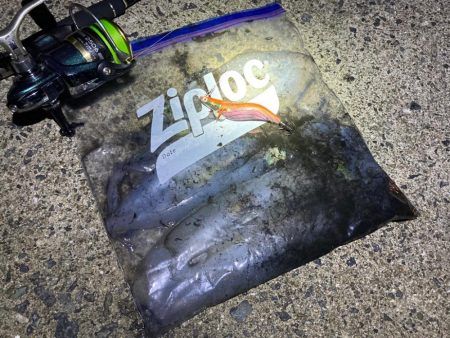 好調続くエギング