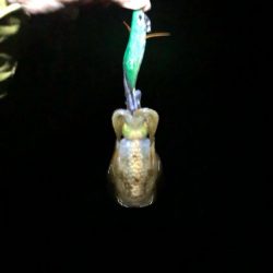 【若狭エリア】ランガン