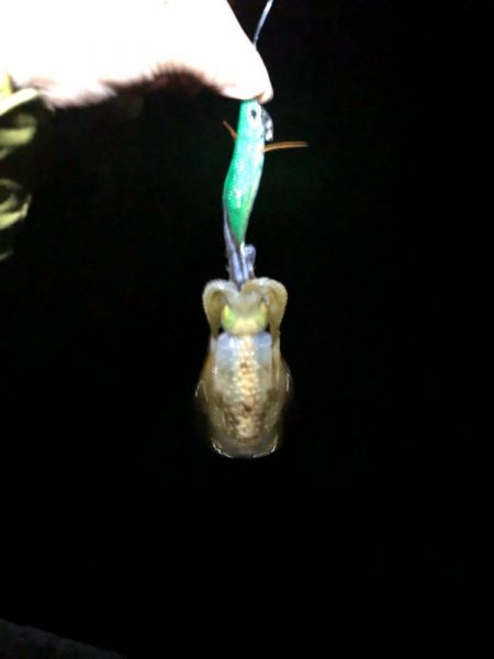 【若狭エリア】ランガン