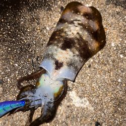 久しぶりにナイトエギング！