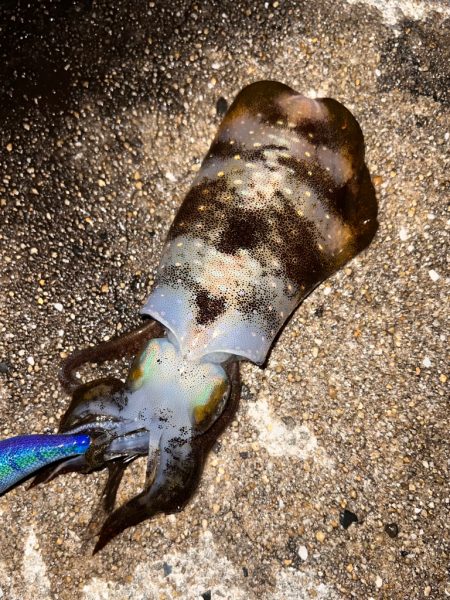 久しぶりにナイトエギング！