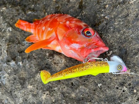 オオモンハタはジグとワームで攻略