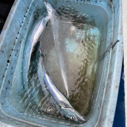 明石よりタチウオテンヤで