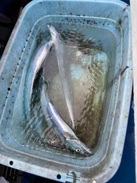 明石よりタチウオテンヤで