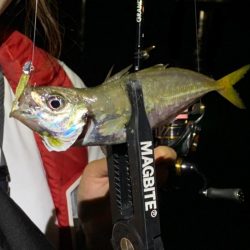 豪華アジング釣行✨