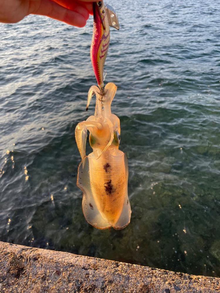 短時間エギング②