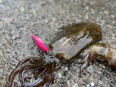 明日から陽気が悪くなるので