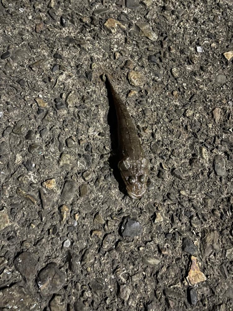 久しぶりのアジングで・・・