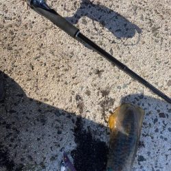 秋の隠岐エギング！