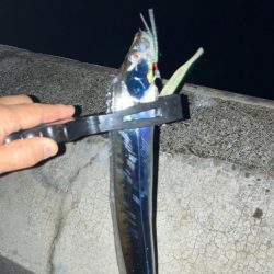 キビナゴが好きなのね…。