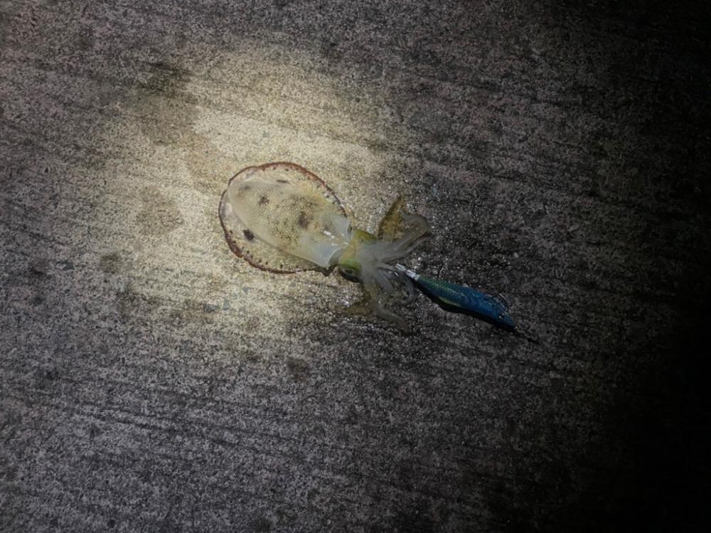 おNewのタックル