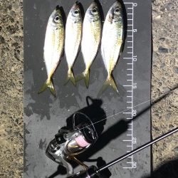 爆風で激渋、おまけに寒い…