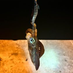 アジングの合間に