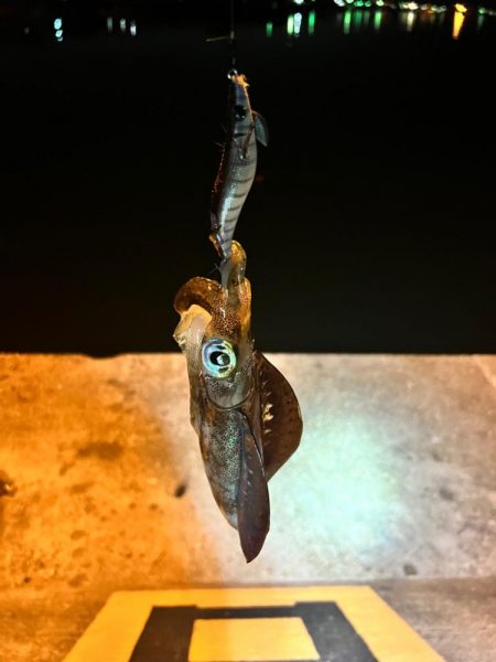 アジングの合間に