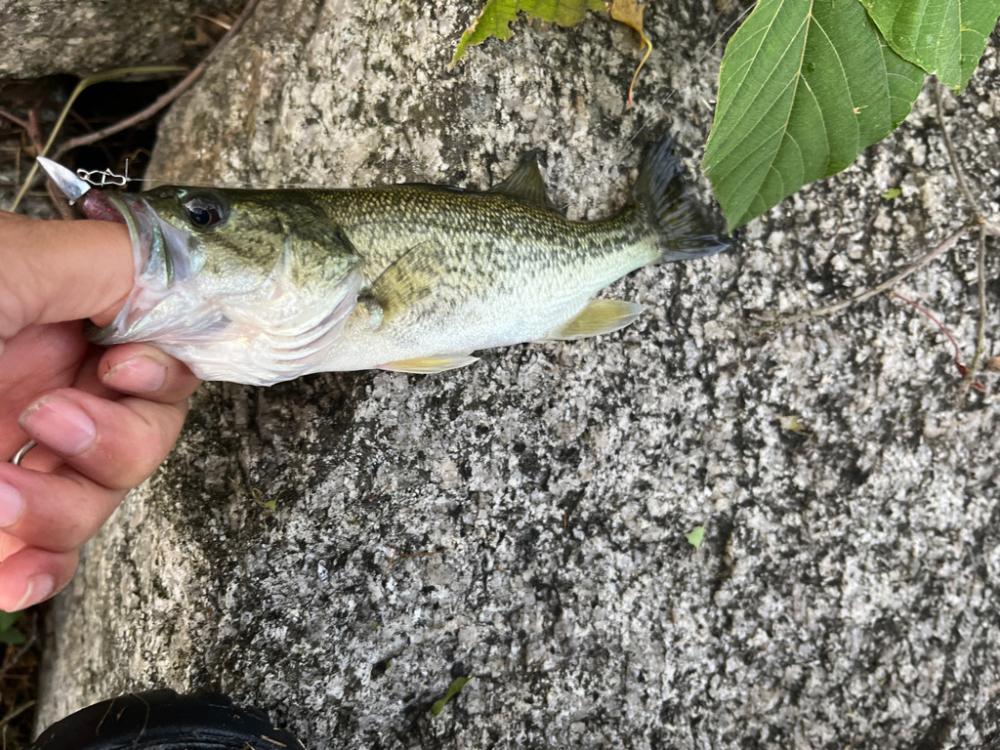 琵琶湖、今日も朝の散歩
