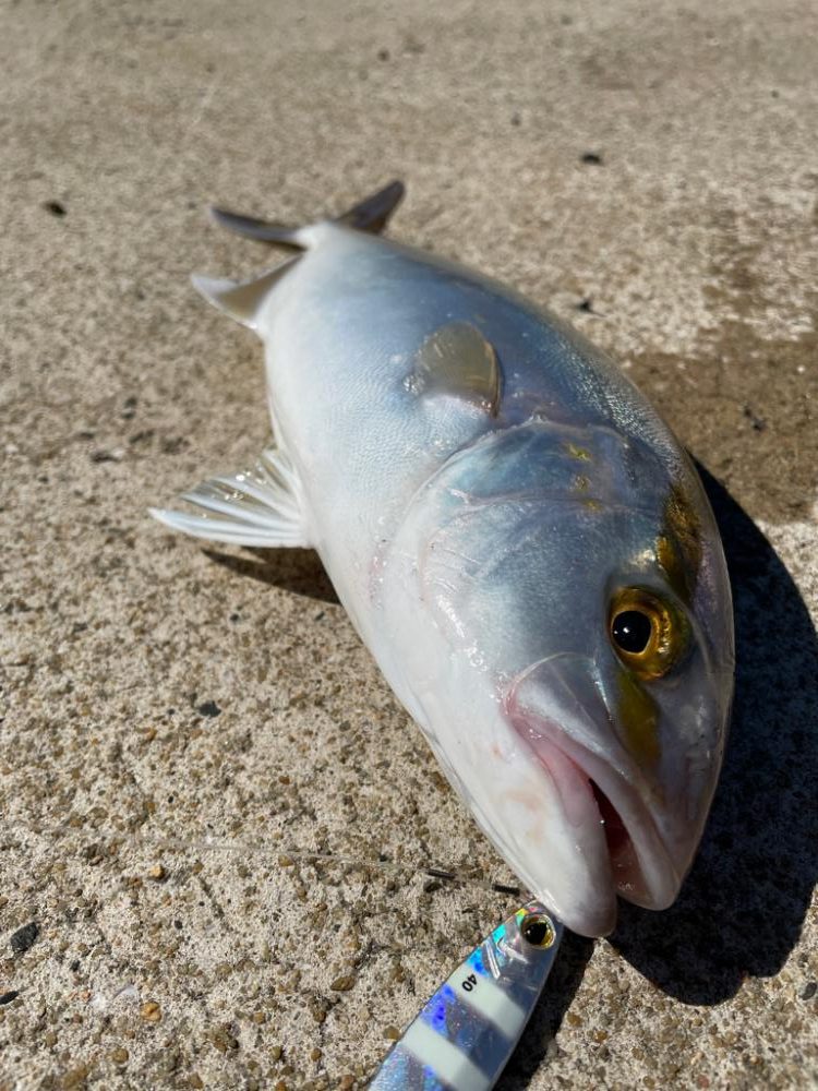 ライトショアジギング