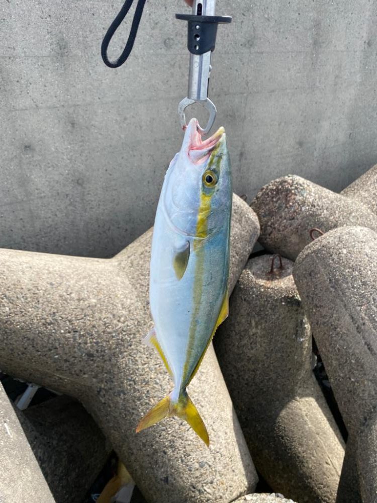 なんとかハマチ2本