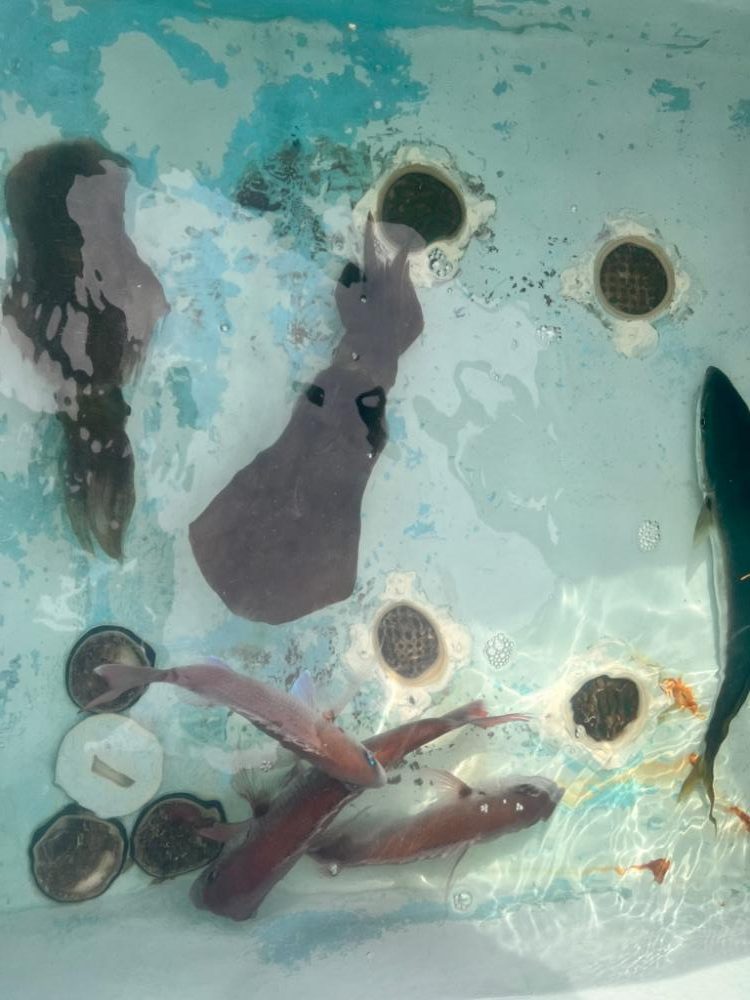 色々と釣れました