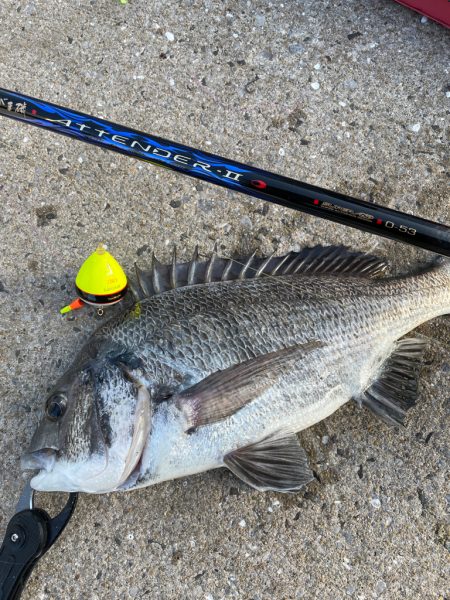 アテンダーⅡ 0号でチヌ釣り