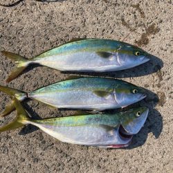 大物はいずこへ