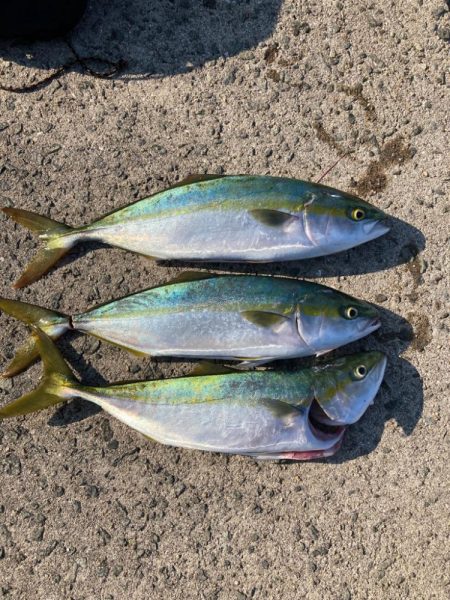 大物はいずこへ