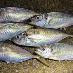 明暗に小さな群れ