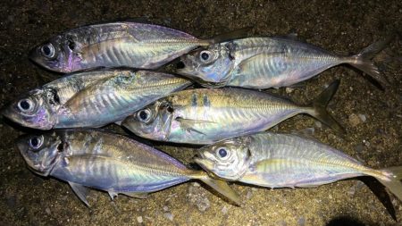 明暗に小さな群れ