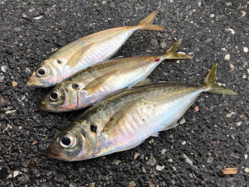 久しぶりの釣行