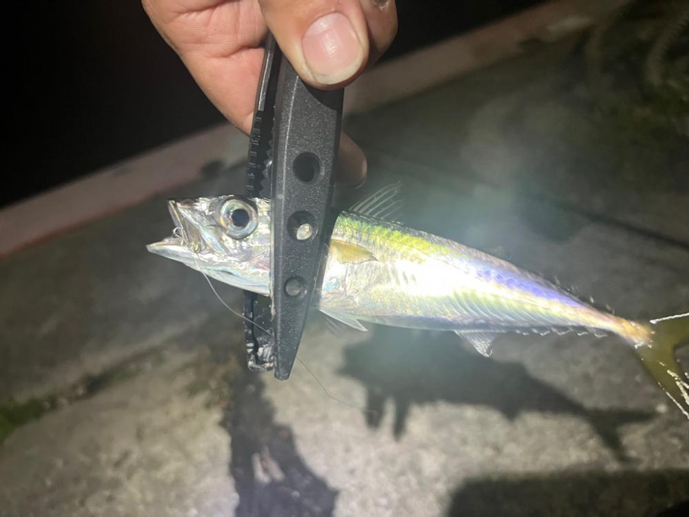 泉佐野アジング