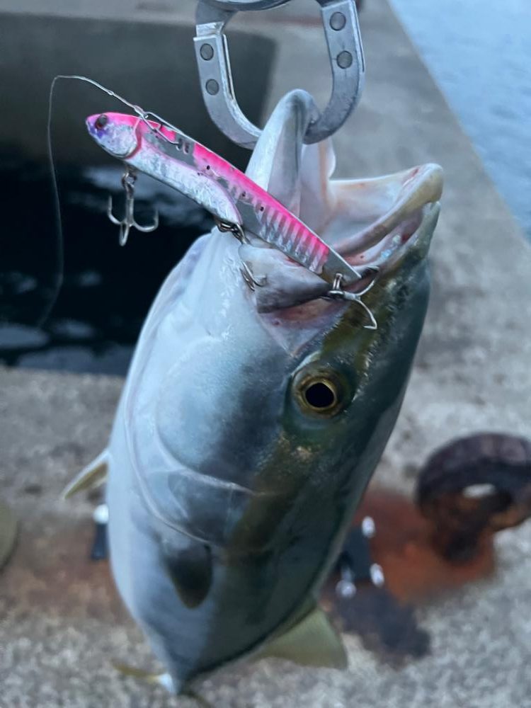 久しブリ、久々投稿