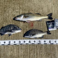 新しいエアーポンプ、ライトもオレンジ光のチ…