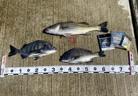 新しいエアーポンプ、ライトもオレンジ光のチ…