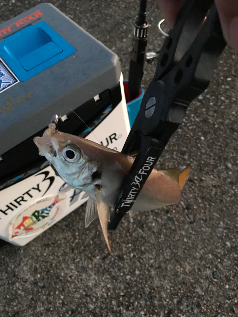 早朝尺鯵狙い….