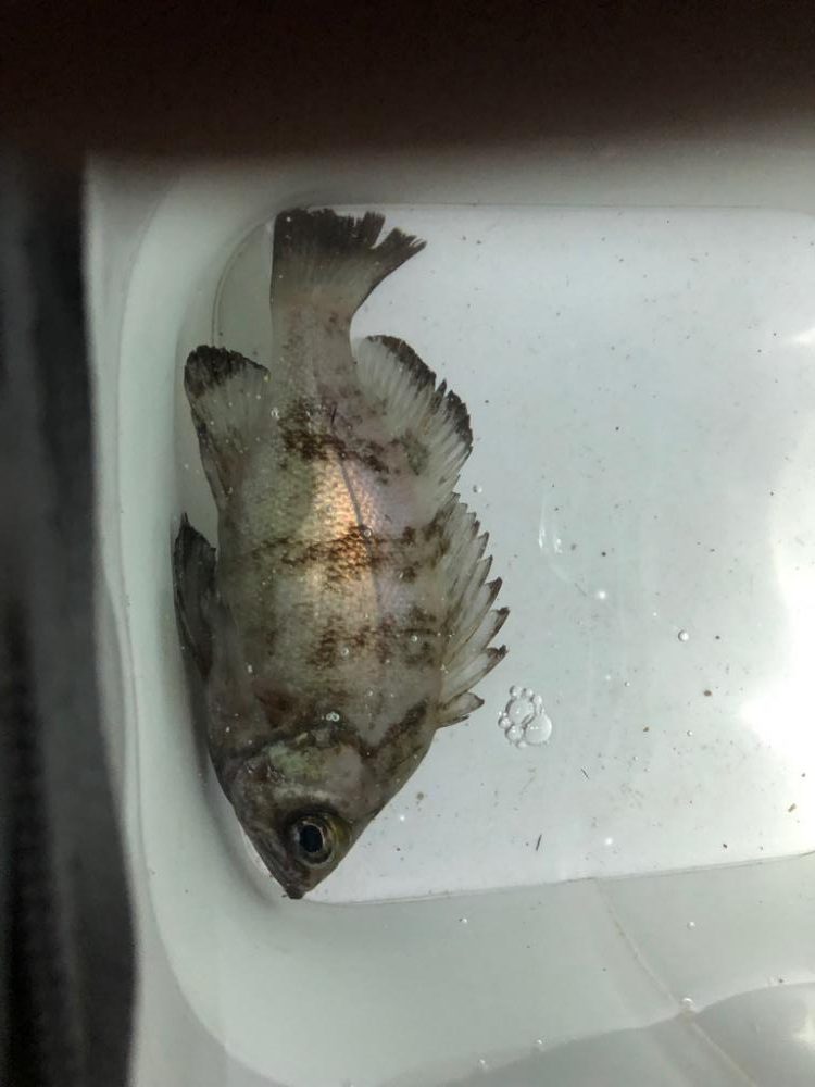 ナイスボディーのメバル