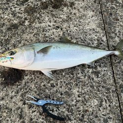 武庫一秋の青物祭り③