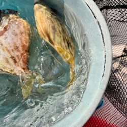 バラしてばかり、イカ、ハゲリレー