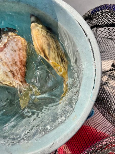 バラしてばかり、イカ、ハゲリレー