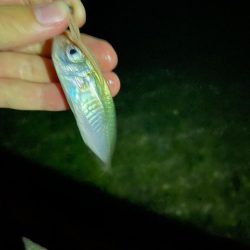 開幕秋アジング