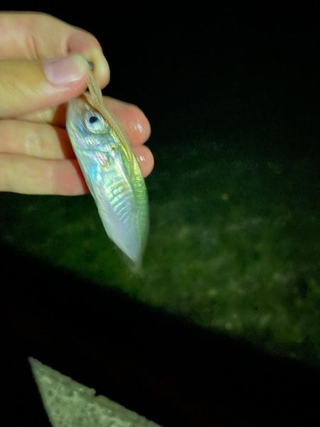 開幕秋アジング