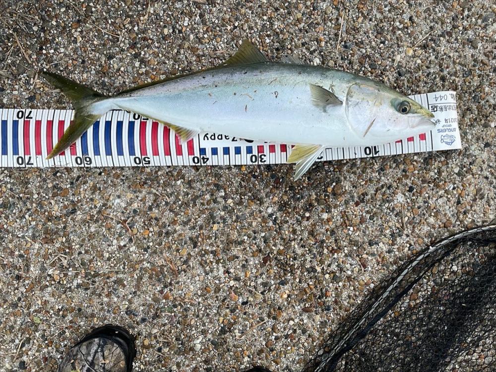 カワハギ釣れました^_^