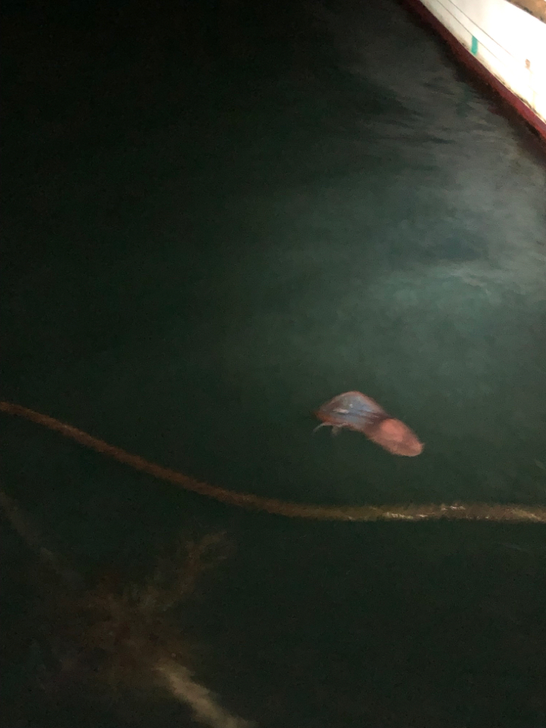 【丹後〜伊根】アオリイカ捜索