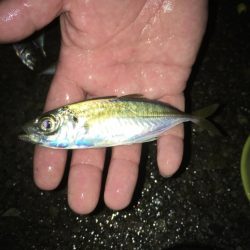 満潮前の短時間釣行