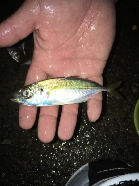 満潮前の短時間釣行